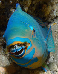 Blue Barred Parrotfish by Martin Dalsaso 